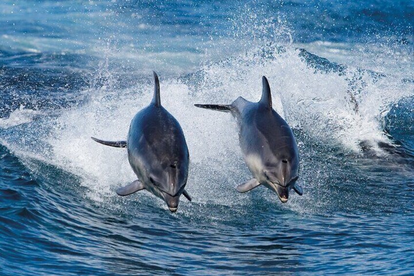 Dolphins