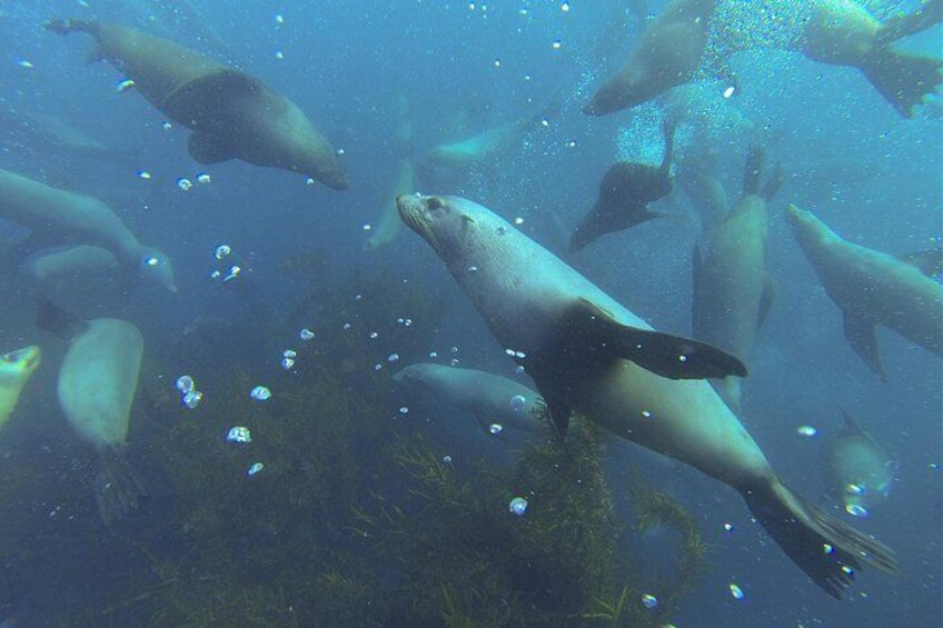 A group of seals swimming underwater. 4