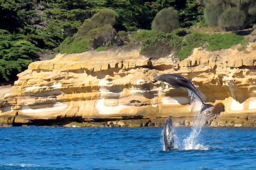 A dolphin leaping out of the water with a rocky coastline in the background. 2