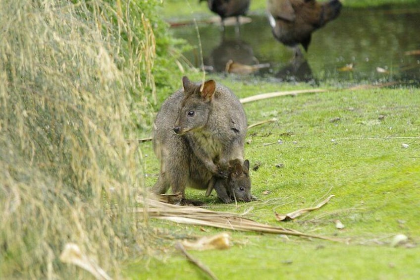 A quokka with its offspring in a grassy area near water. 2