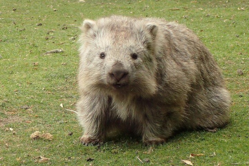A quokka on grass. 5