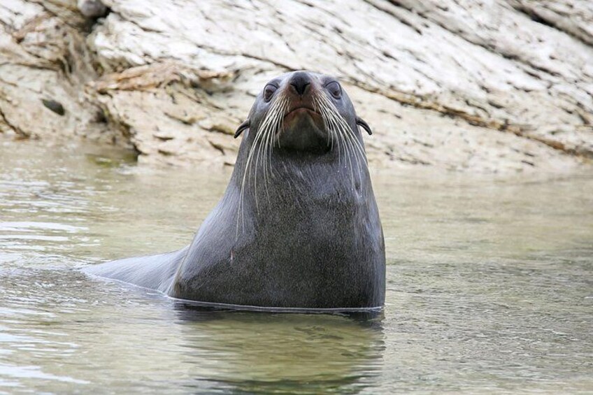 Tamar River Seal 3