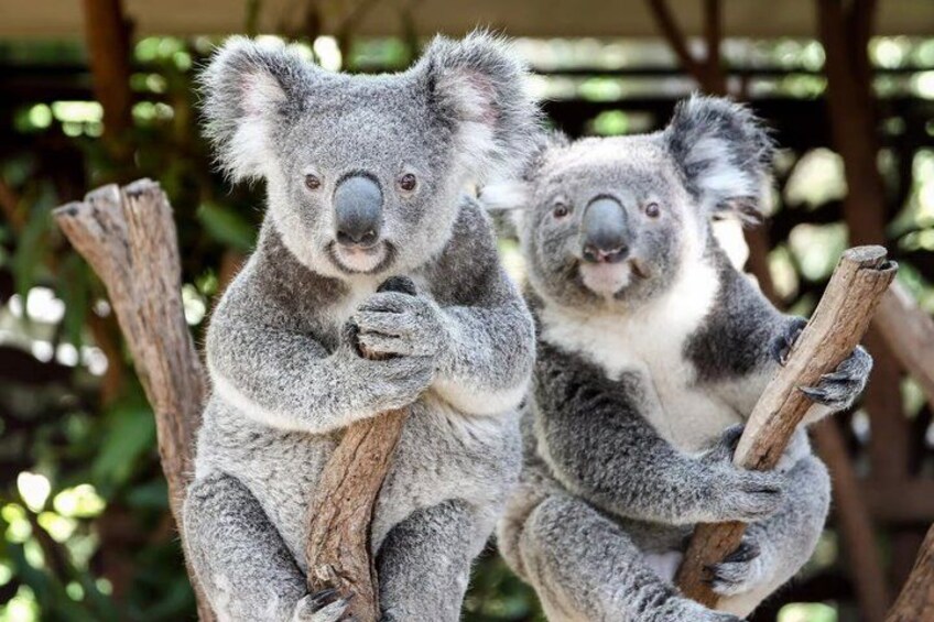 Brisbane River Cruise with entry to Lone Pine Koala Sanctuary 2