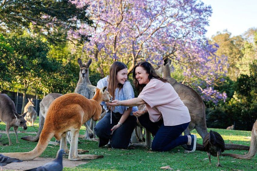 Feeding the Kangaroos 5