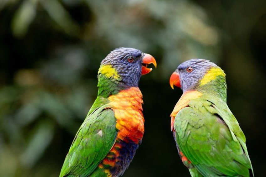 Brisbane River Cruise with entry to Lone Pine Koala Sanctuary 3