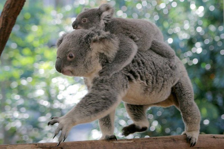 Koala and Joey 3