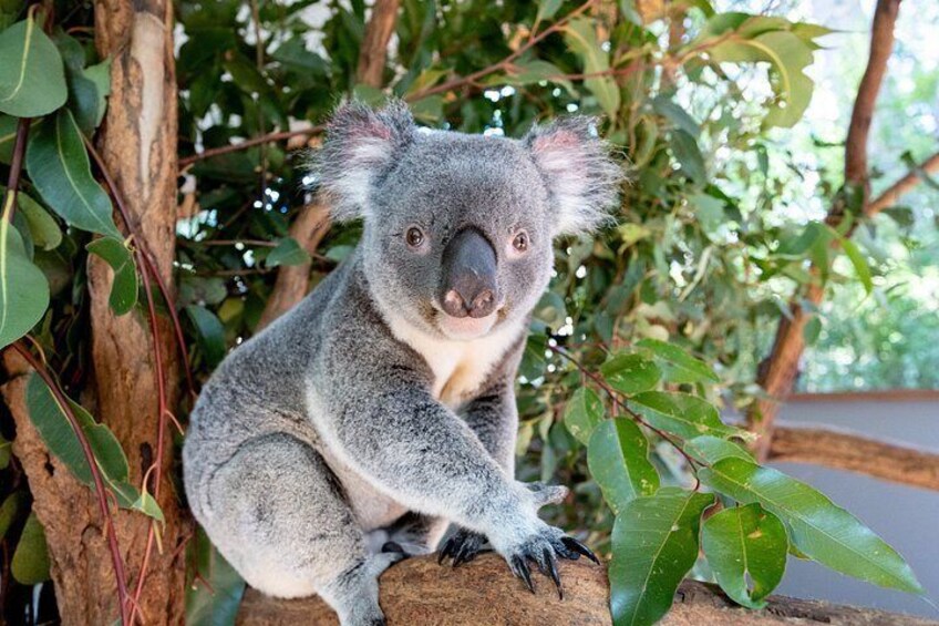 Koala on a branch 2