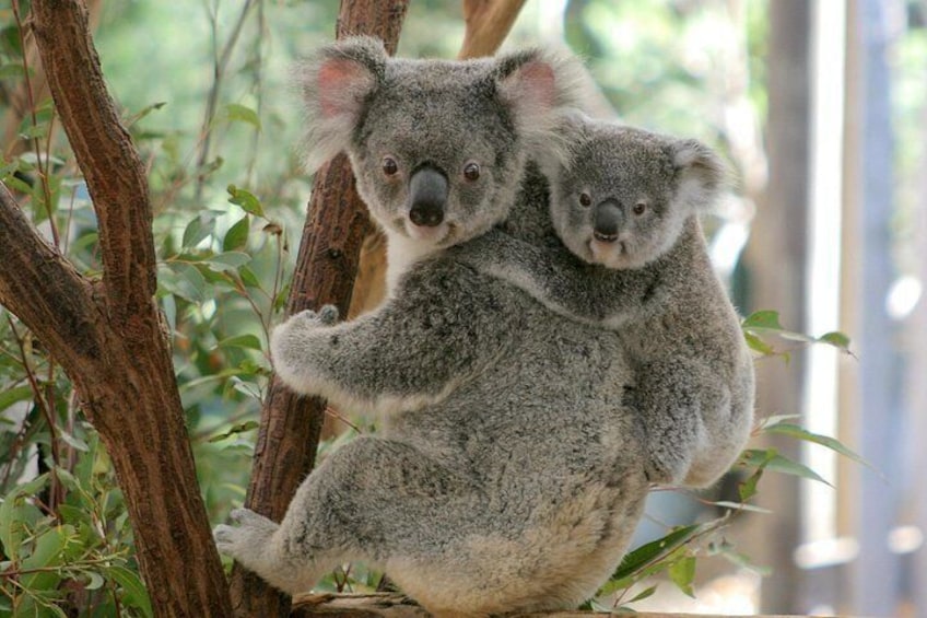 Koala and Joey 3