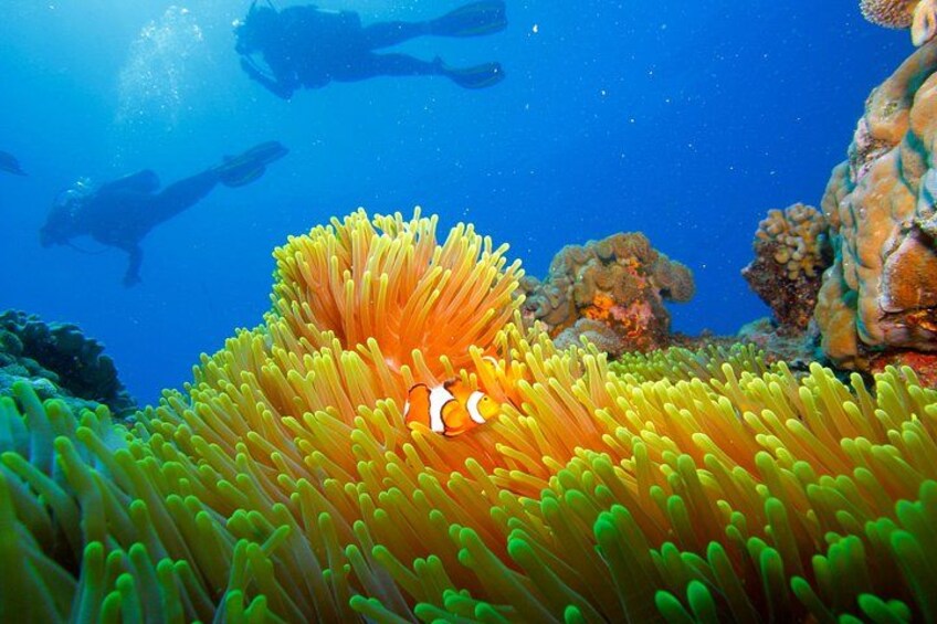 Calypso Outer Great Barrier Reef Cruise from Port Douglas 2
