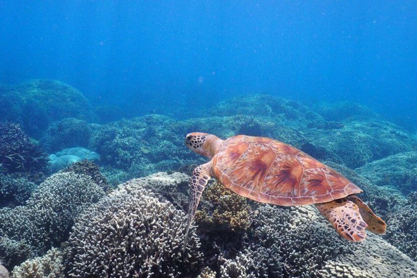Calypso Outer Great Barrier Reef Cruise from Port Douglas 2