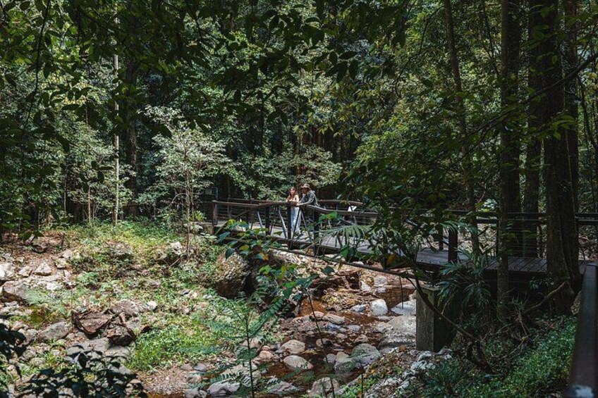 Springbrook andTamborine Rainforest Tour Incl Natural Bridge and Glow Worm Cave 2