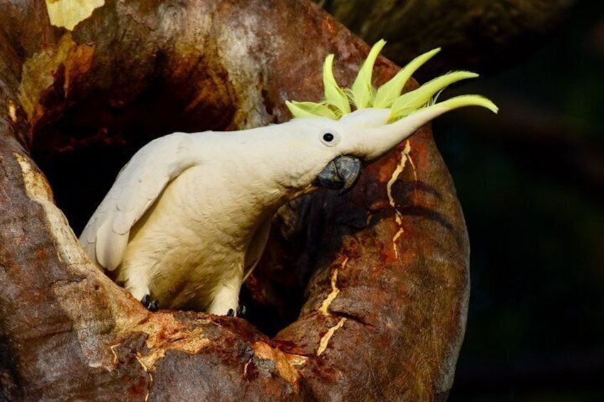 Springbrook andTamborine Rainforest Tour Incl Natural Bridge and Glow Worm Cave 2