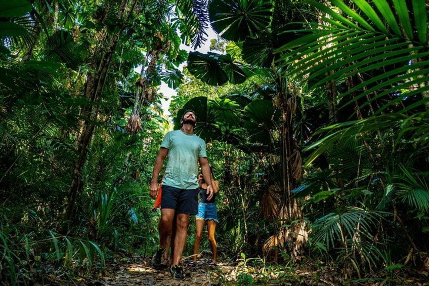 Rainforest walks 3