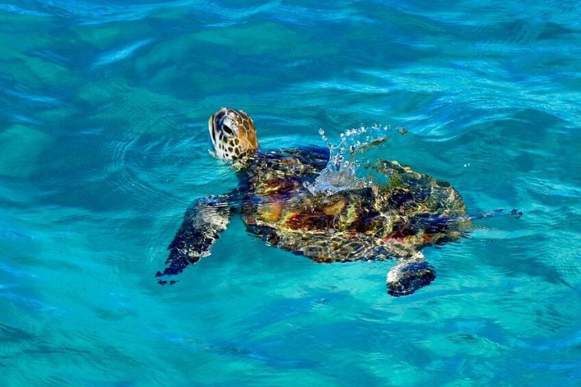 North Stradbroke Island Day Tour from Brisbane – Small Group 1