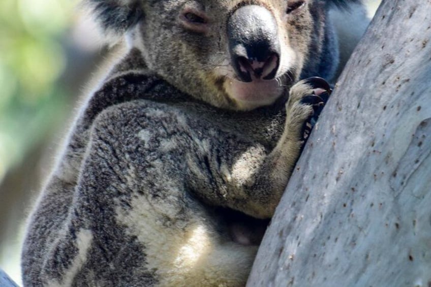 North Stradbroke Island Day Tour from Brisbane – Small Group 4