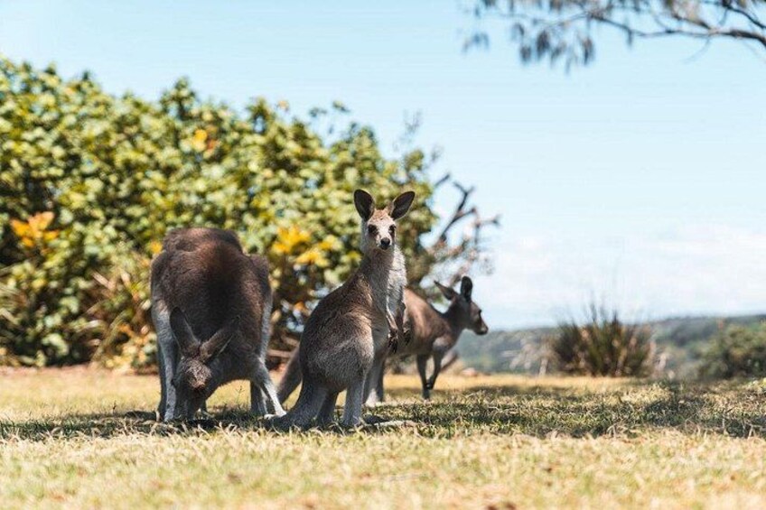 North Stradbroke Island Day Tour from Brisbane – Small Group 2