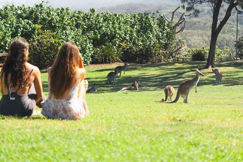 North Stradbroke Island Day Tour from Brisbane – Small Group 2