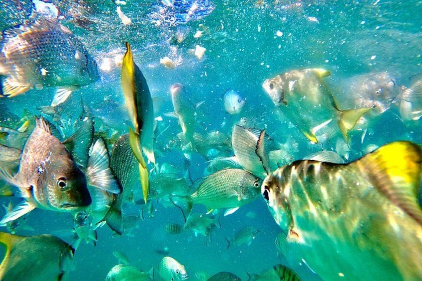 Moreton Island Day Trip (Kayak, Snorkel & Sandboard) frm Brisbane or Gold Coast 3