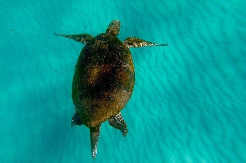 Moreton Island Day Trip (Kayak, Snorkel & Sandboard) frm Brisbane or Gold Coast 4