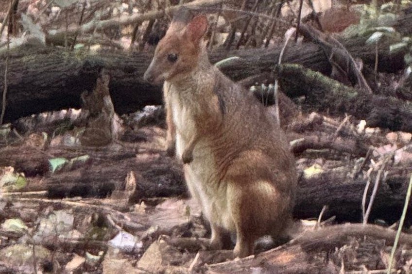 A kangaroo in a forested area with fallen logs and leaf litter. 5