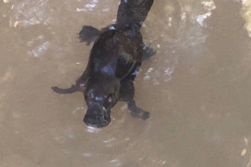 Wait-A-While Night Tour: Platypus, Tree Kangaroos & Rainforest 2