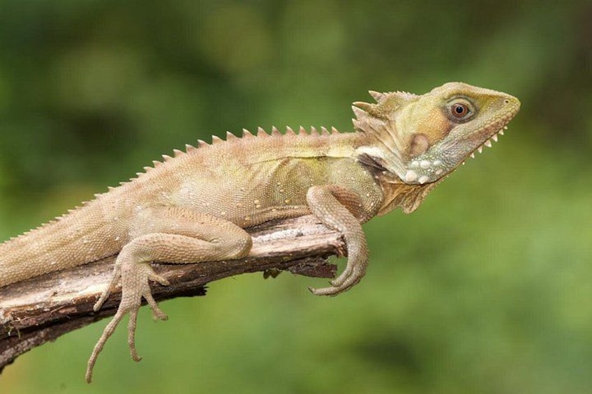 Boyds Forest Dragon 4