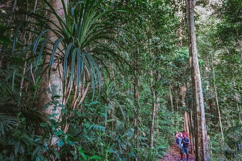 Daytime in the Rainforest