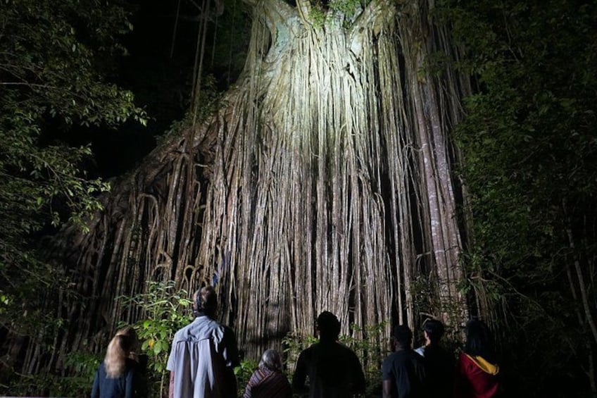 A group of people observing a large tree with extensive roots. 1
