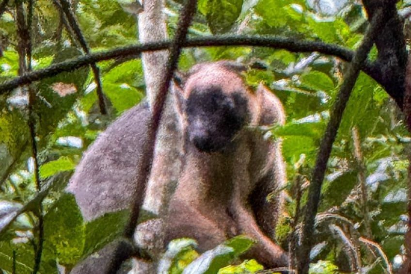 Un singe dans une zone boisée, caractérisée par un feuillage et des branches denses. 5