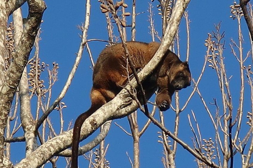 Wait-A-While Night Tour: Platypus, Tree Kangaroos & Rainforest 2
