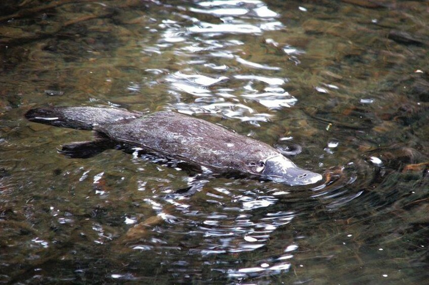 Platypus 5