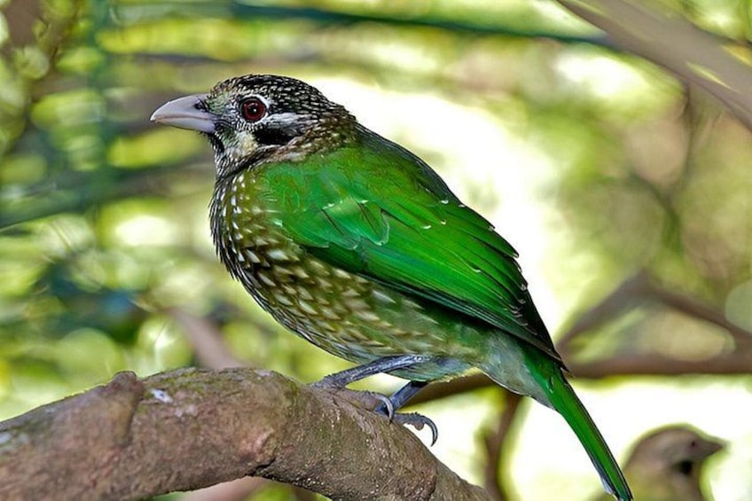 Un oiseau était perché sur une branche. 4