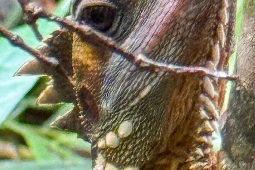 Wait-A-While Night Tour: Platypus, Tree Kangaroos & Rainforest 2