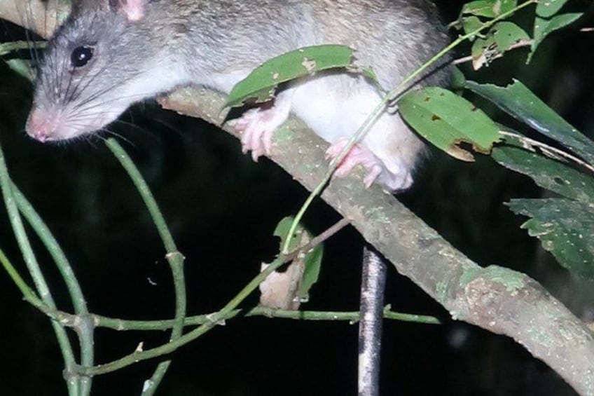 Un petit rongeur perché sur une branche d’arbre. 2