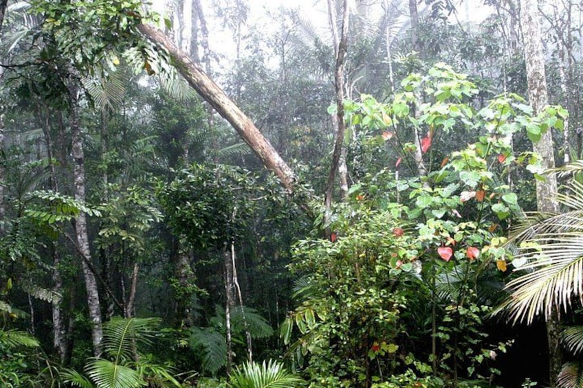 Atherton Tablelands Rainforest 2