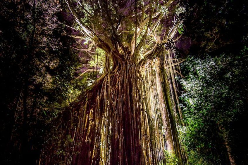 Wait-A-While Night Tour: Platypus, Tree Kangaroos & Rainforest 3