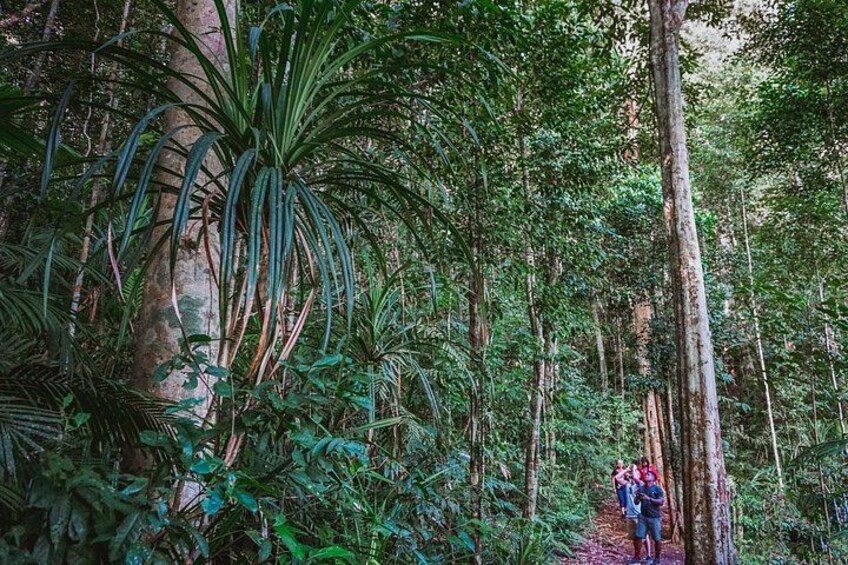 Daytime in the Rainforest 2