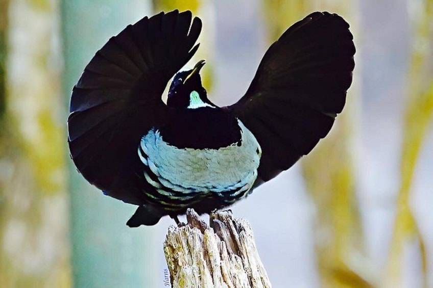 Wait-A-While Night Tour: Platypus, Tree Kangaroos & Rainforest 4