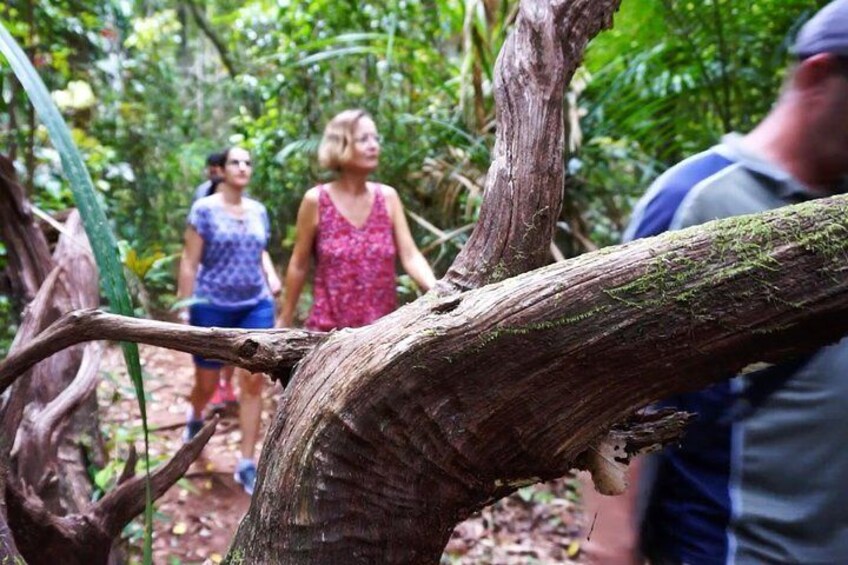 Rainforest walk