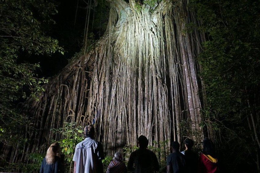 Curtain Fig Tree 1