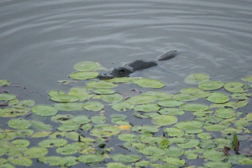 Platypus 3