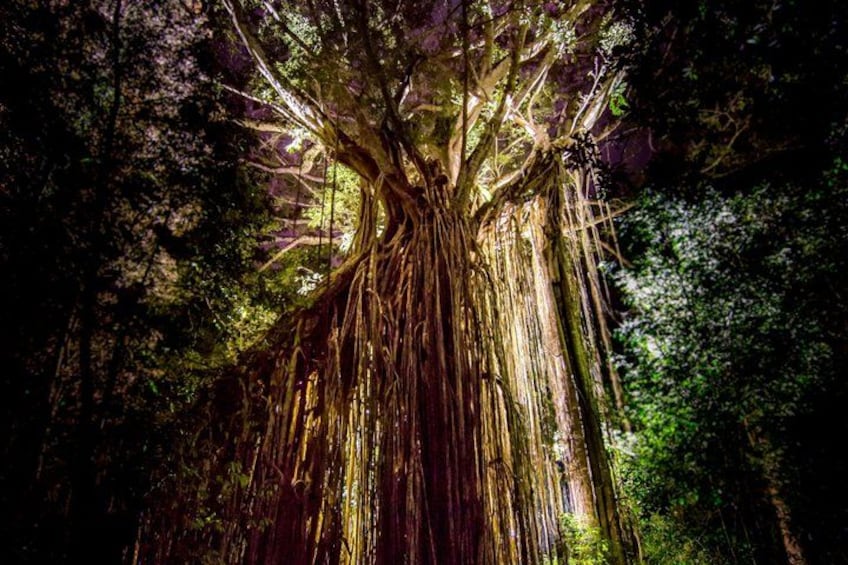 A large tree with extensive roots and branches. 5
