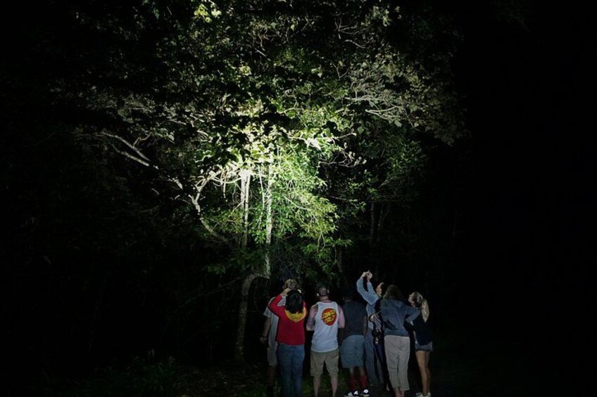 Un groupe de personnes se tient sous un arbre, la nuit. 3