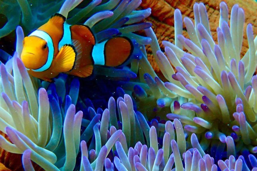 Outer Reef Mackay Cay Sail & Snorkel Adventure from Port Douglas 3