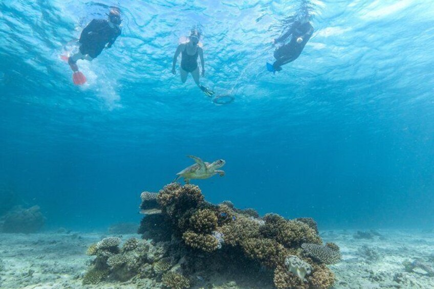 SeaQuest Day Trips to Outer Barrier Reef 4
