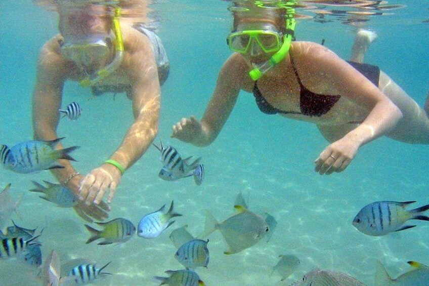 Två personer som snorklar under vattnet, omgivna av olika sorters fiskar. 1