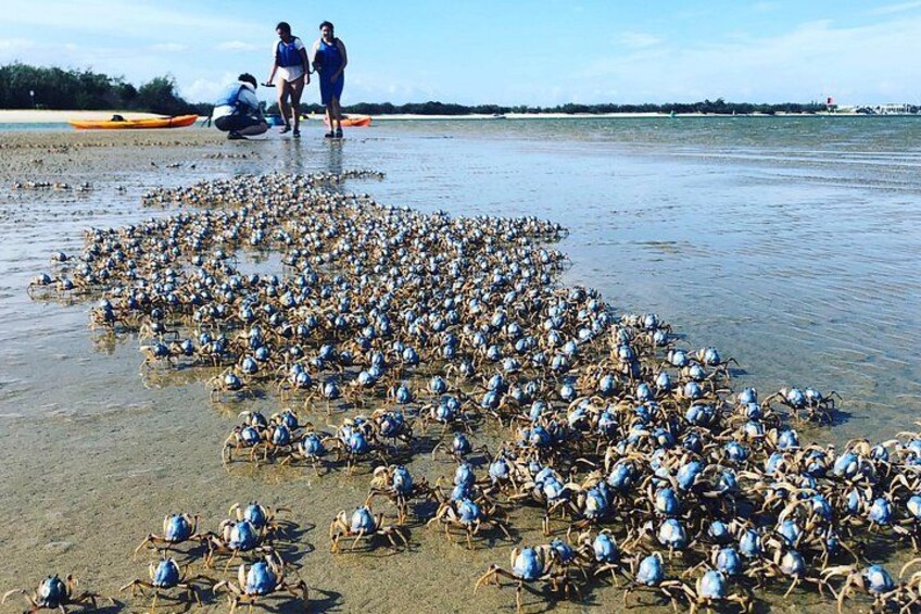 En strand med mange krabber i sandet og mennesker i vandet. 4