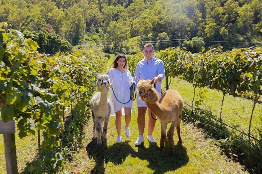 Gold Coast Hot Air Balloon + Winery Breakfast + Alpaca Experience 2
