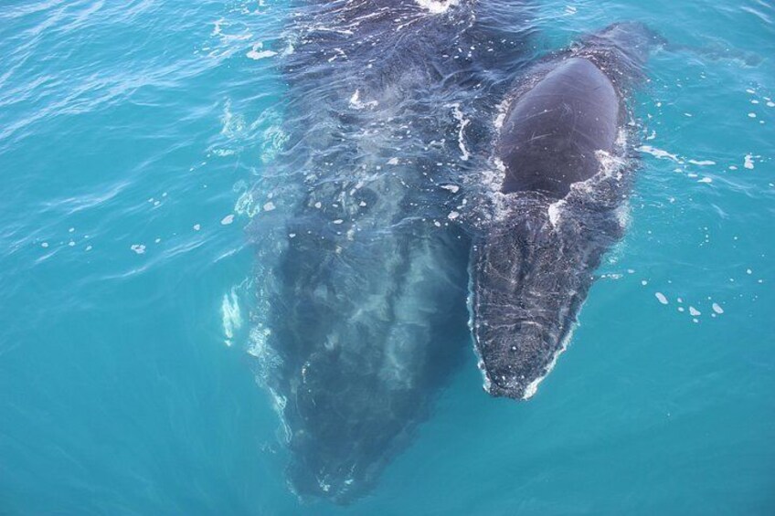 A large whale swimming in clear blue water. 4