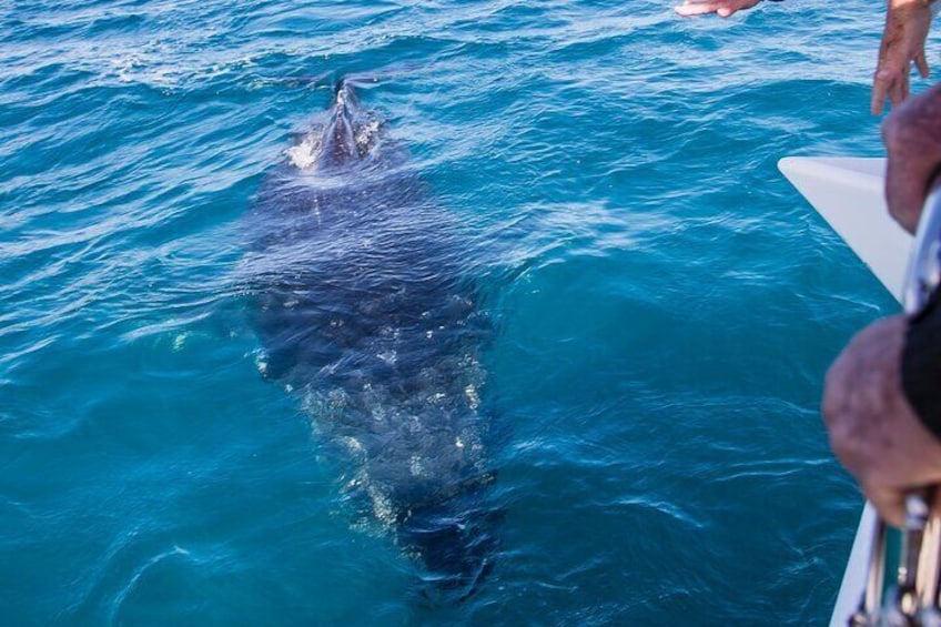 Close encounter at the bow